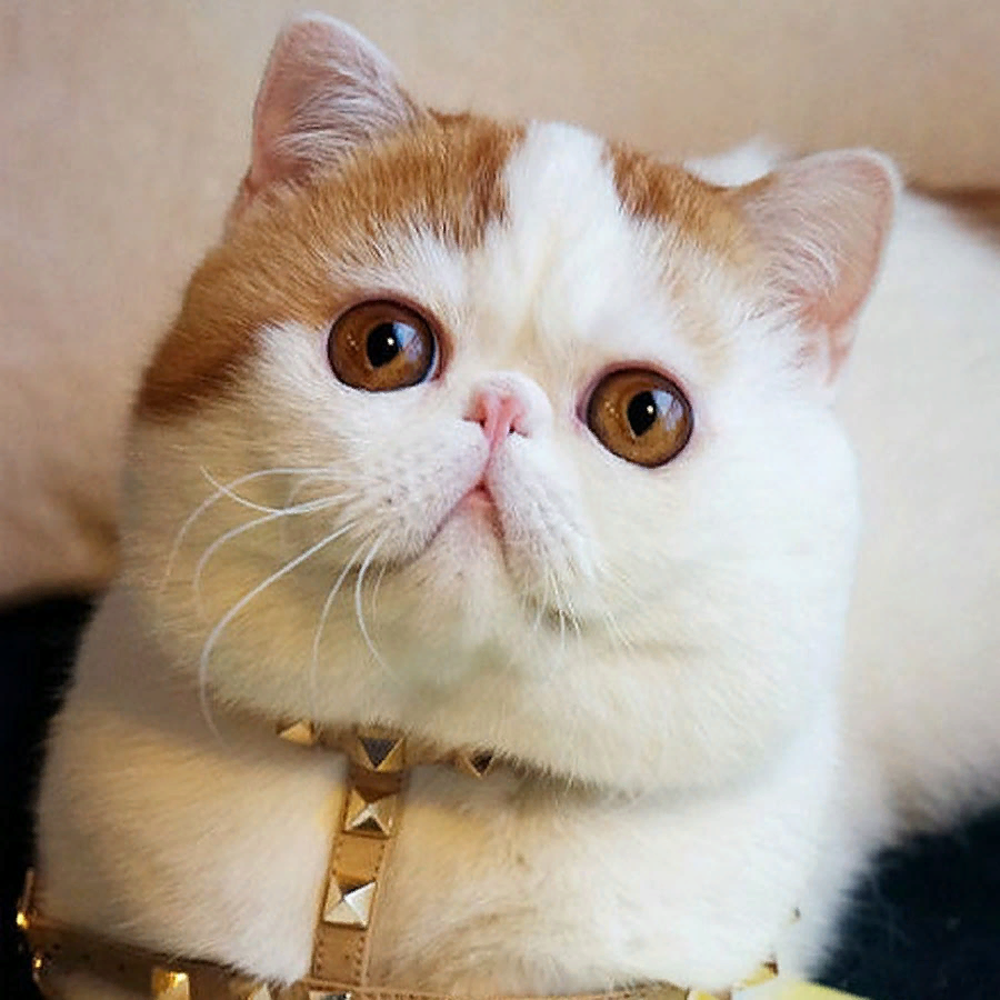 Котик Снупи - самое милейшее создание STAR TV Дзен