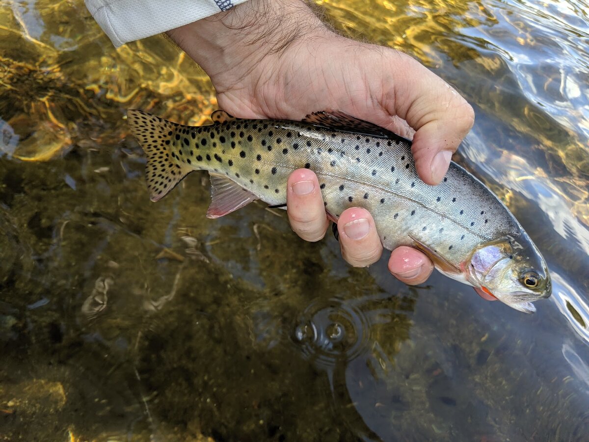 Ловля форели в холодной воде | Рыбалка Дзен: Все о рыболовстве | Дзен