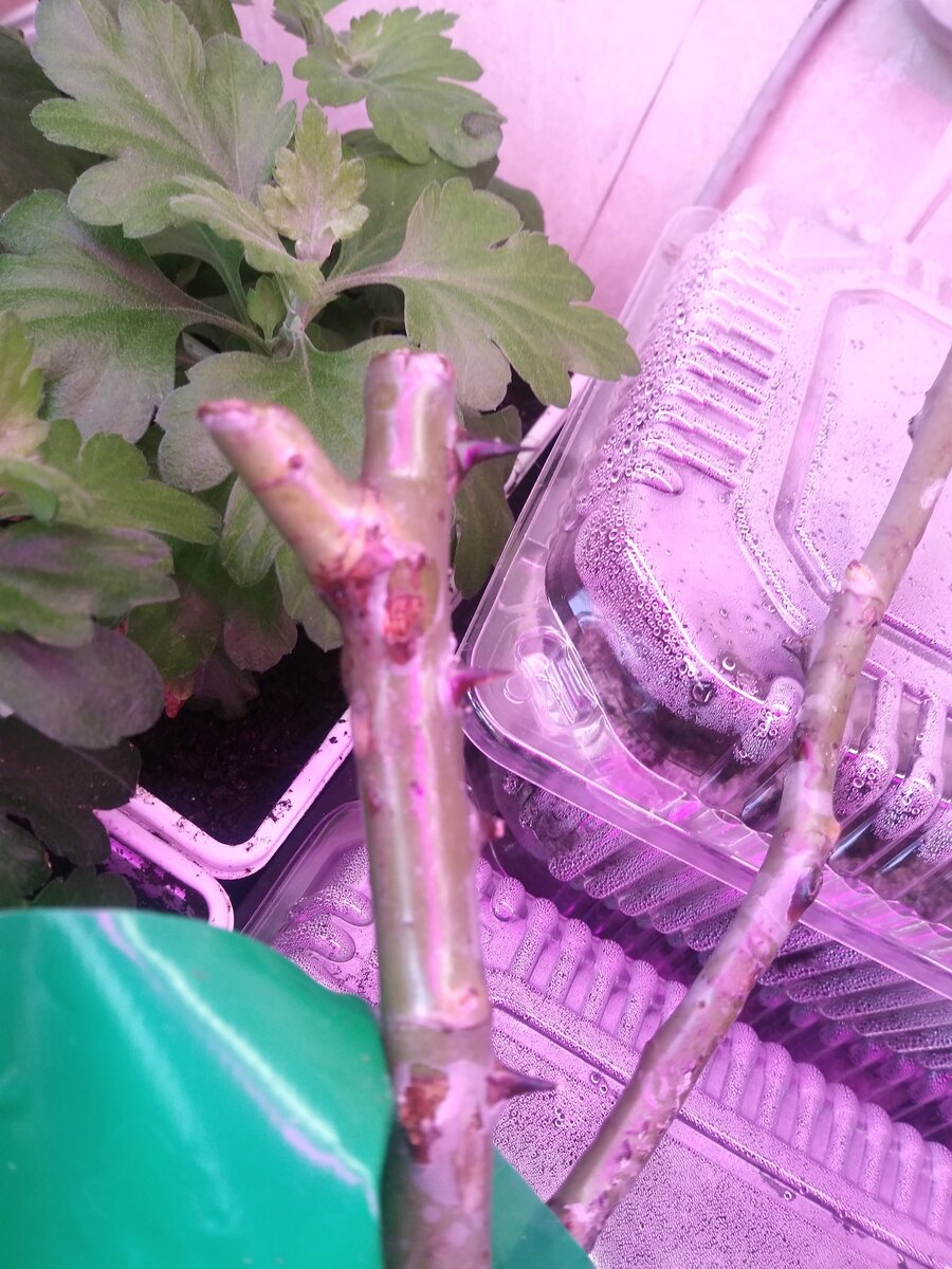 Повреждения на коре роз