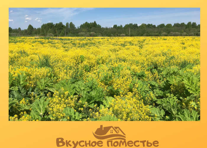 Топинамбур и борщевик
