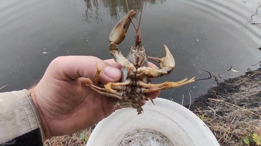 раково водоем, раково пруд, рачки в пруду на даче