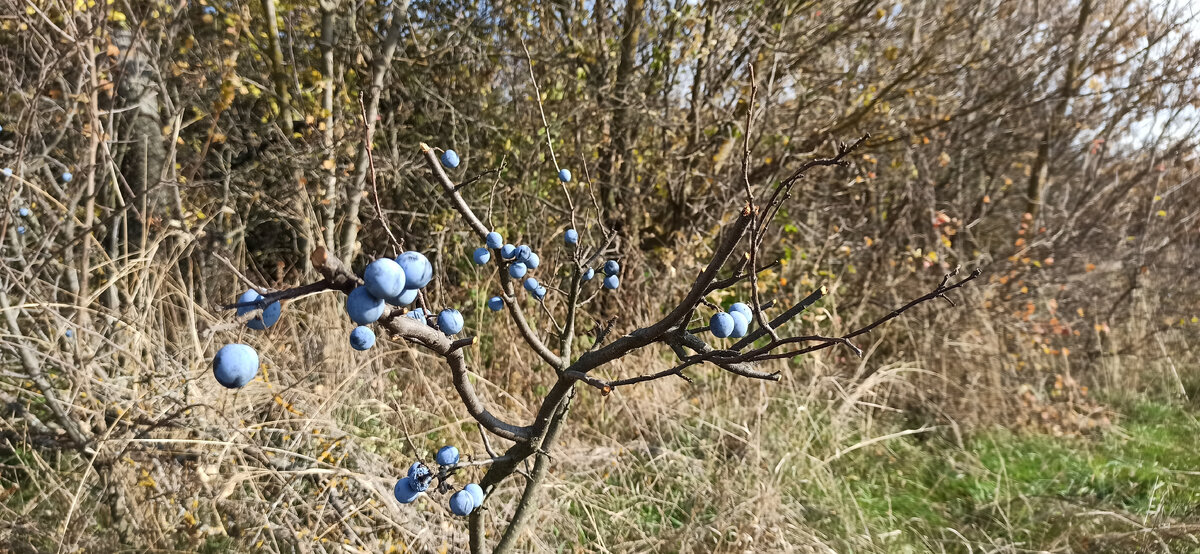 Тëрн уже сладкий, хоть и потерял всё листики 🍃. 