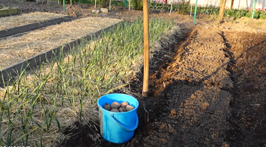 посадка картофеля под зиму