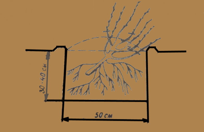 Саженцы сажают наклонно