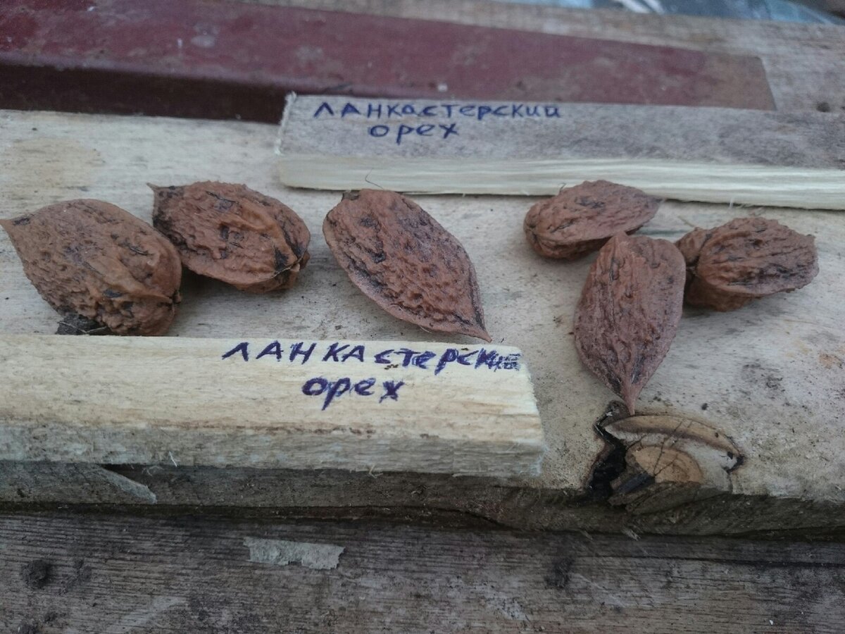 Ланкастерский орех