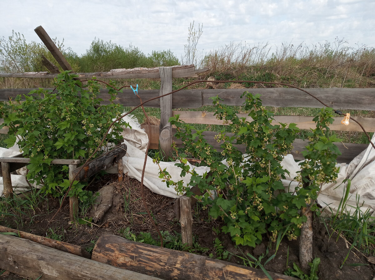 Весенние кусты, укрывной снят с дуг. Фото автора