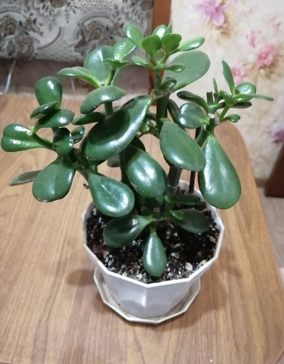 Моя толстянка - возраст полтора года. 