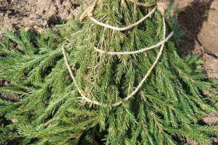 Укрытие саженцев яблони еловыми ветками