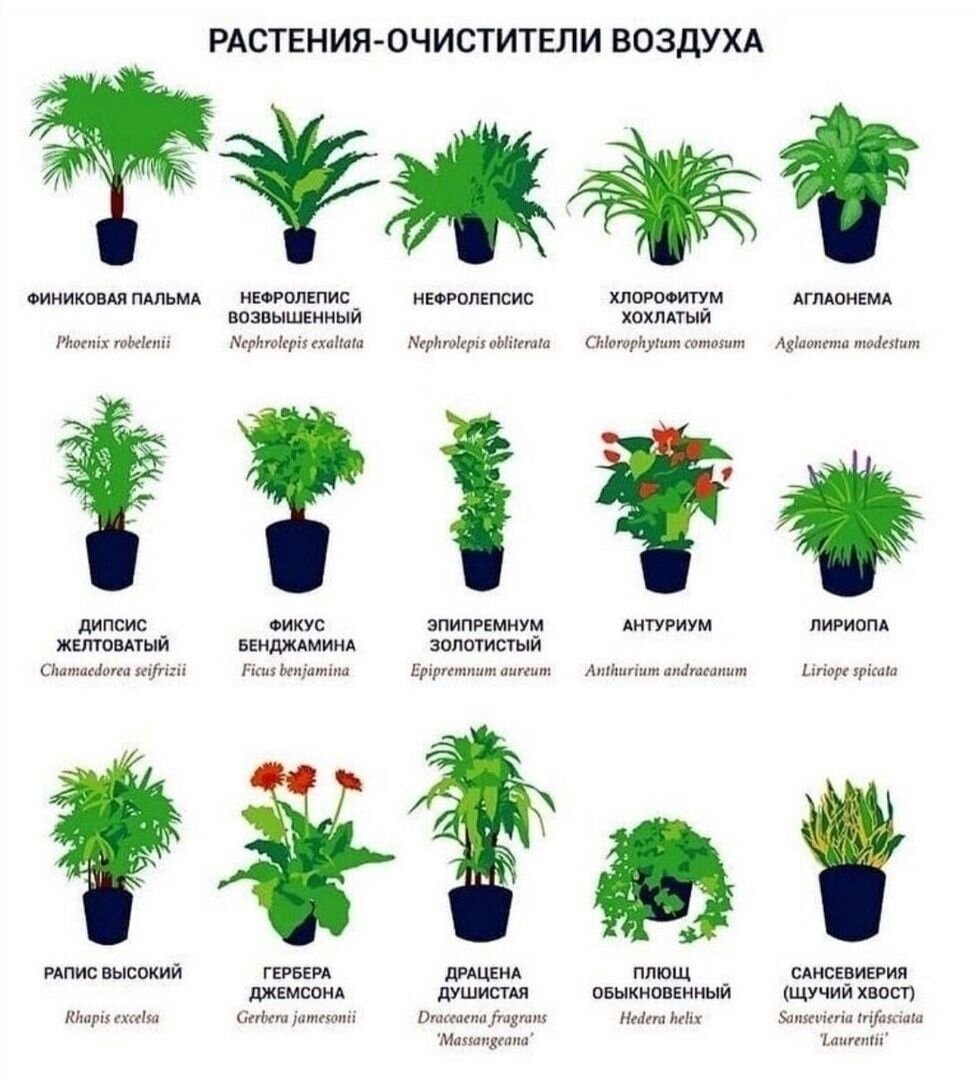 растения очищающие воздух