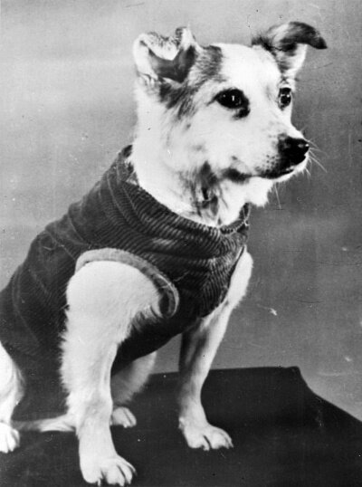 Собака Звездочка. 28.03.1961 г. РГАНТД. Арх. №1-19639