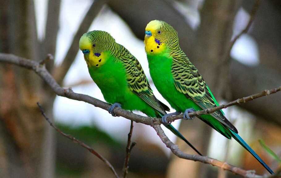 Источник фото сайт -- https://clck.ru/akT5o