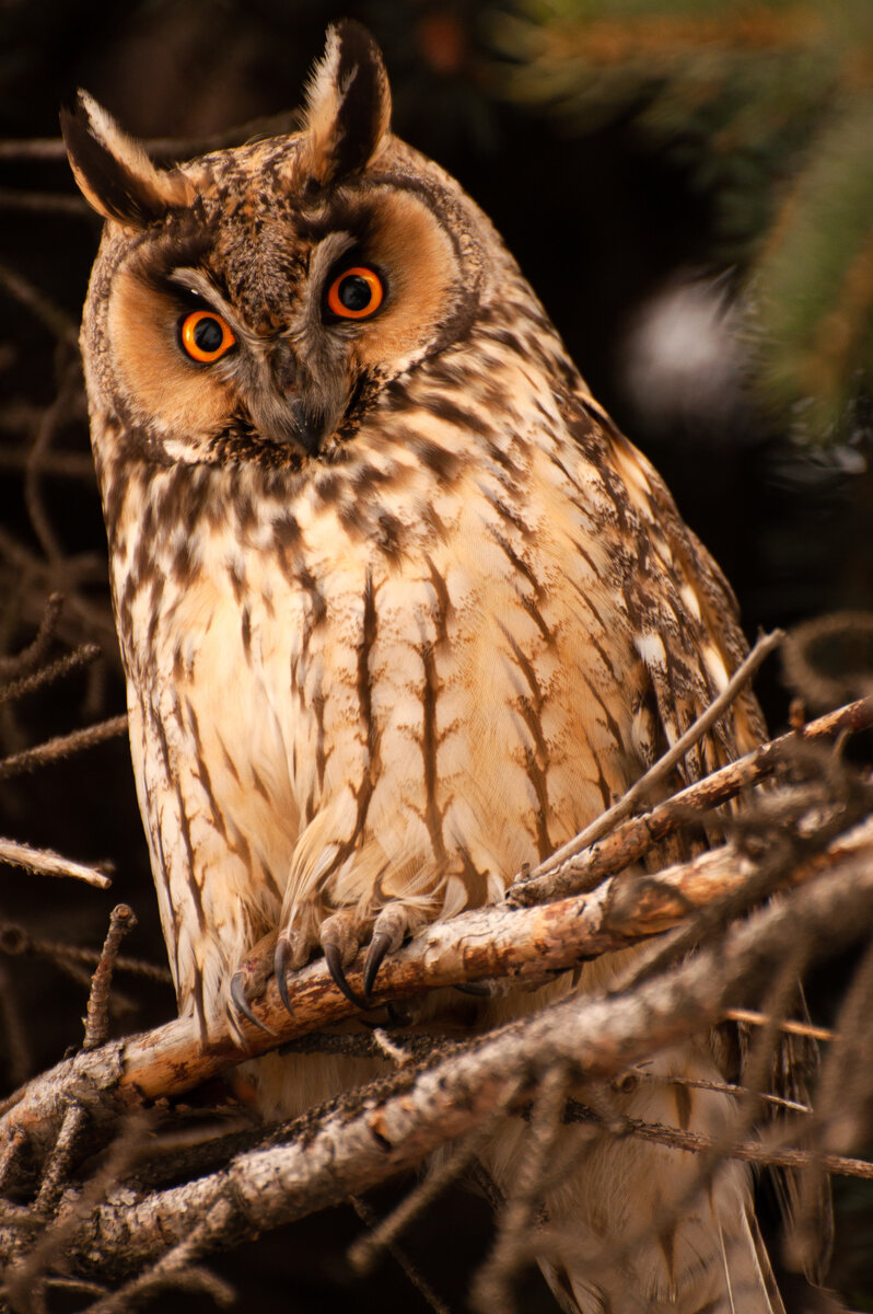 Ушастая сова в окрестностях МГУ, 2013 год. Снято без использования звуковой провокации. Фото: Григорий Евтух