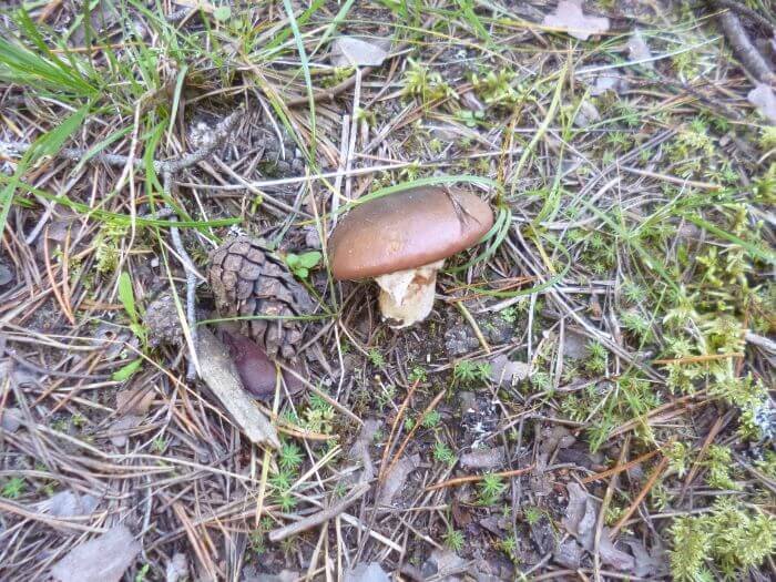 Маслёнок настоящий Suillus luteus