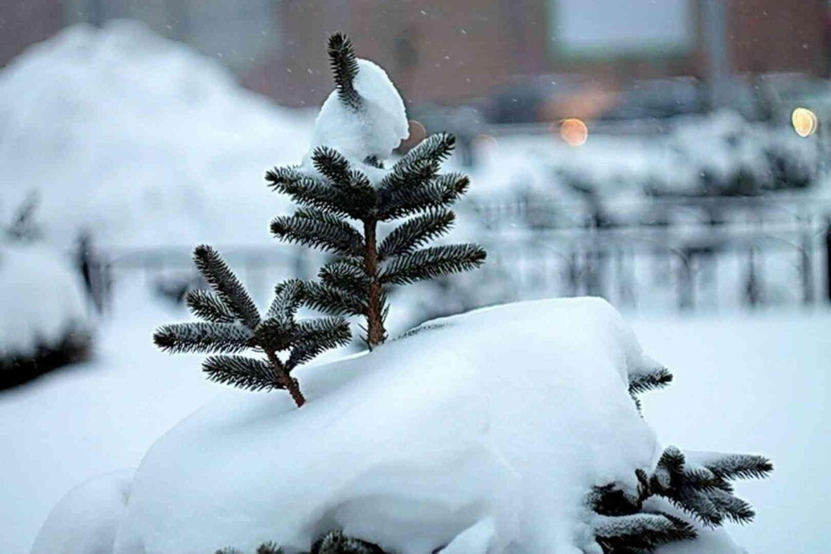 Фото — miasskiy.ru