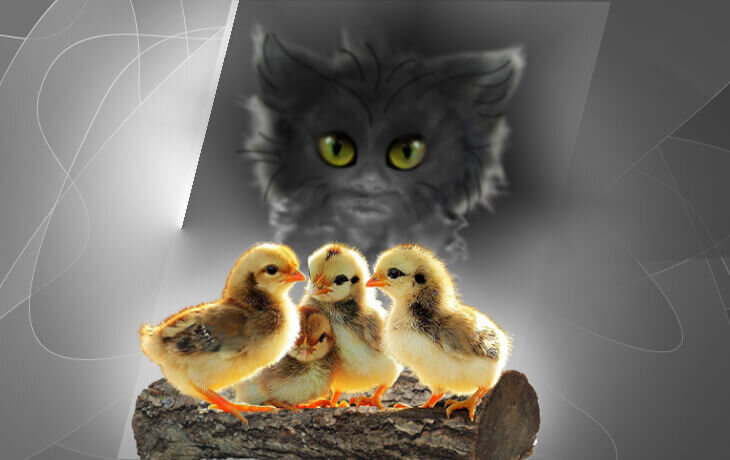 Байки старого Дворового “Исчезновение цыплят”