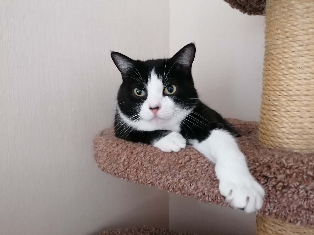 Анна, вот большое котовье спасибо от меня за толковый совет! Позвольте вашу ручку? 