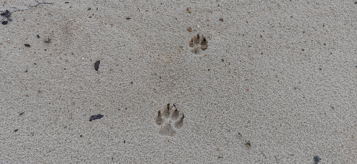 Пляжи реки Рио Негро, Амазонка | IRADIMA Travel Team | Дзен