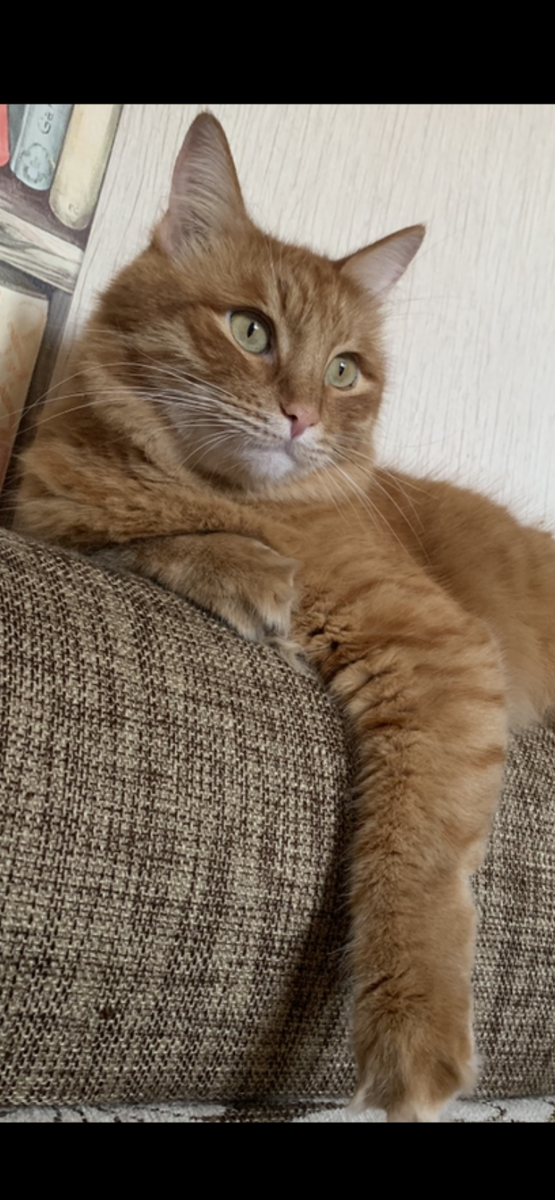 Царь, просто Царь👌