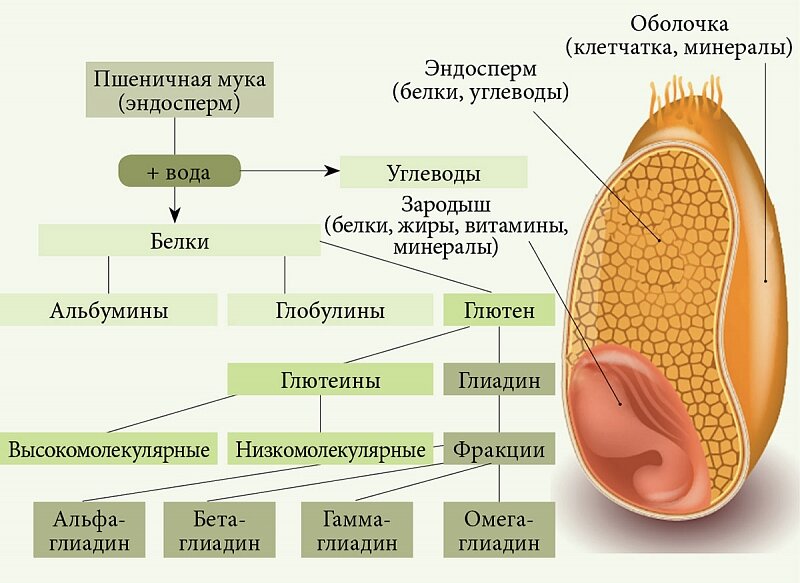 Эндосперм это. Состав эндосперма зерна пшеницы. Схема строения зерна пшеницы. Строение эндосперма зерна. Зерно пшеницы зародыш эндосперм.