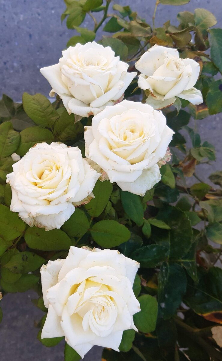 Л. Ф. На одной из улиц Крыма.