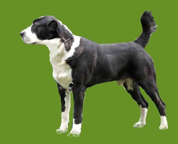  Сайгули от Раменского Гризли, вл. Спехов.А.