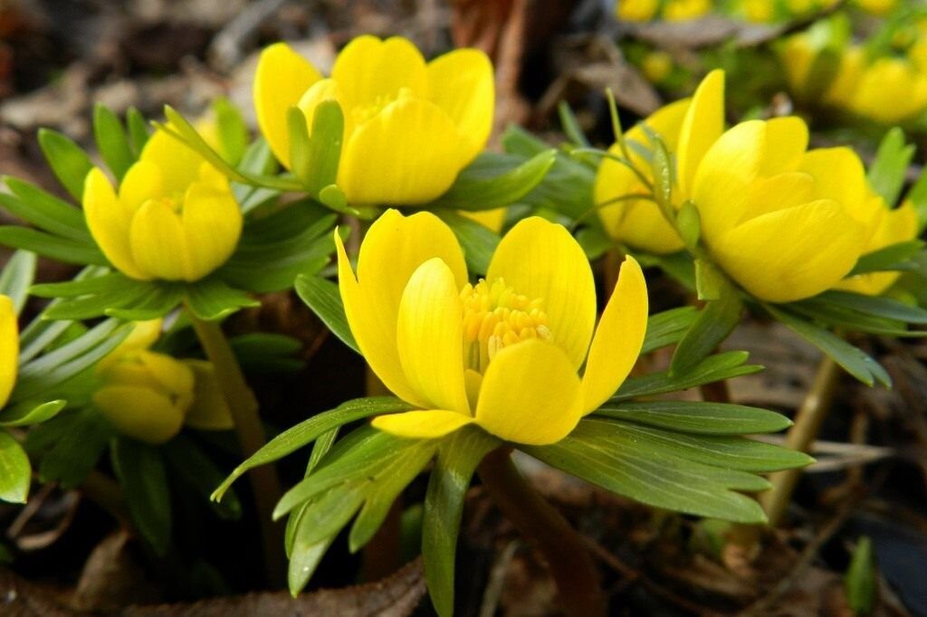 Желтый цветок в сибири 5. – горицвет сибирский, адонис сибирский. Бузульник сибирский фото. Многолистник луговойжелтый. Желтый цветок в сибири 5.