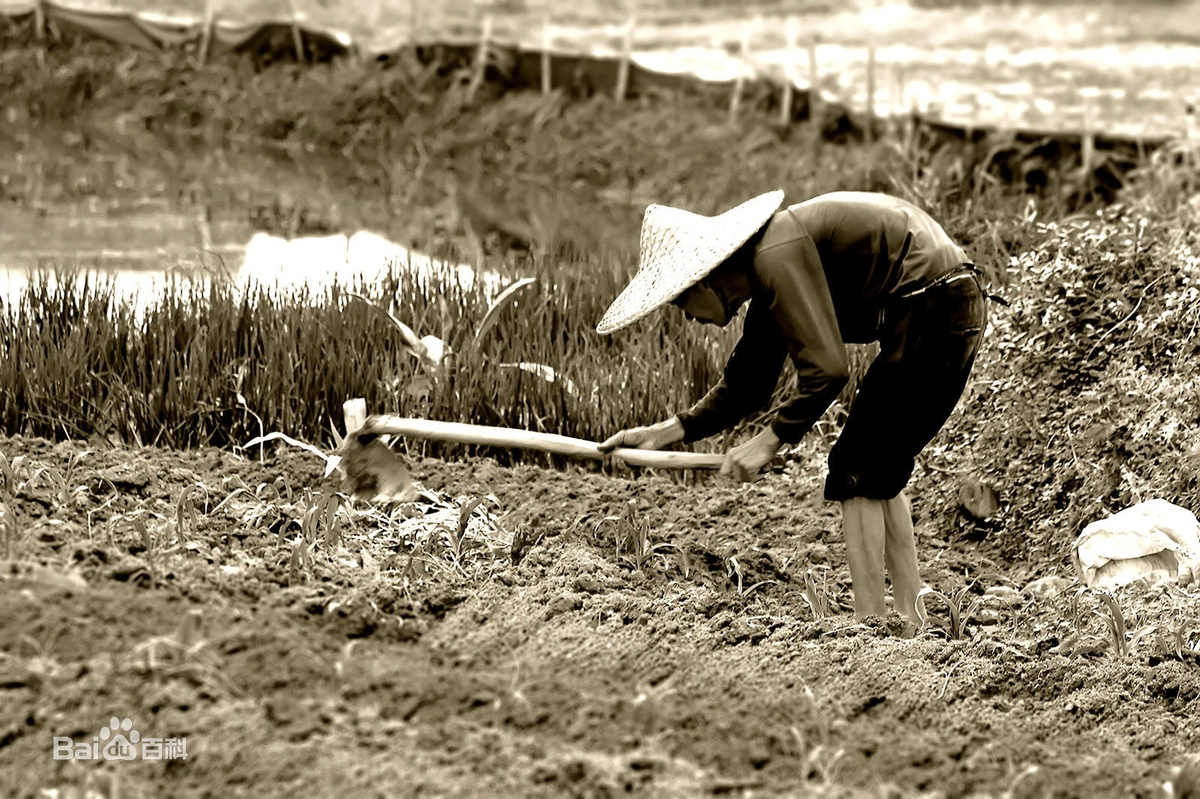  面朝黄土背朝天 "лицом к земле, спиной к небу"