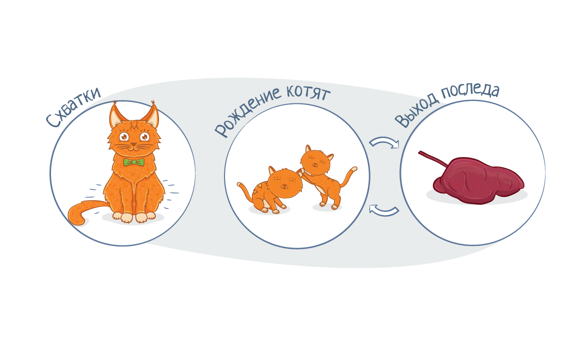 Календарь беременности кошки. Схема беременности кошек. Кошачий календарь родов. Как забеременеть кошке.