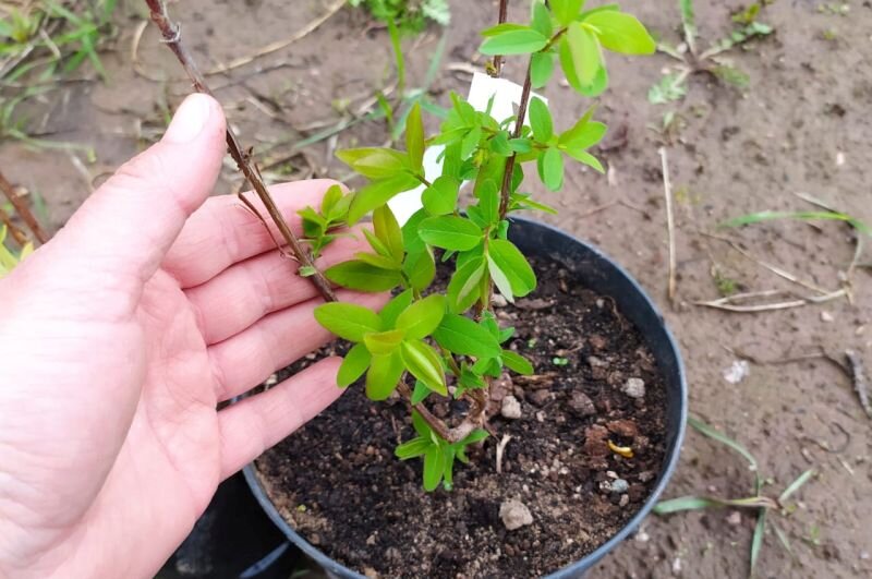 Саженец жимолости с закрытой корневой системой.