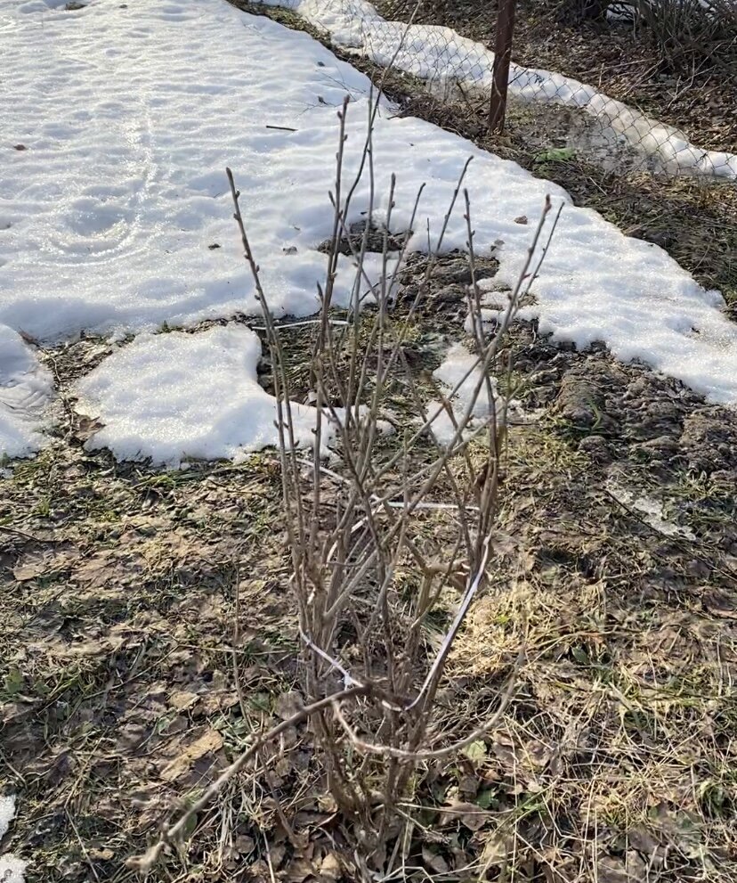 Смородиновый куст