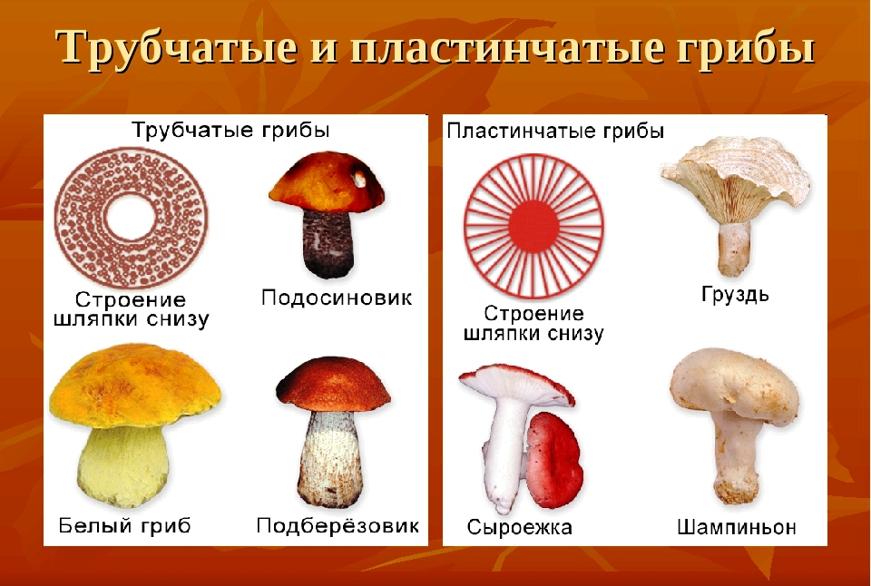 Три группы шляпочных грибов. Виды грибов трубчатые и пластинчатые. Шляпочные грибы трубчатые и пластинчатые. Шляпочные трубчатые съедобные грибы. Шляпочные пластинчатые грибы съедобные.