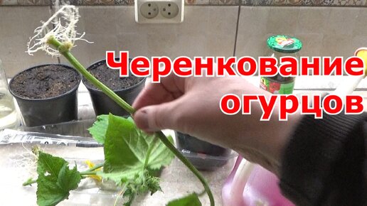 Размножение огурцов черенками и пасынками - быстрый проверенный способ