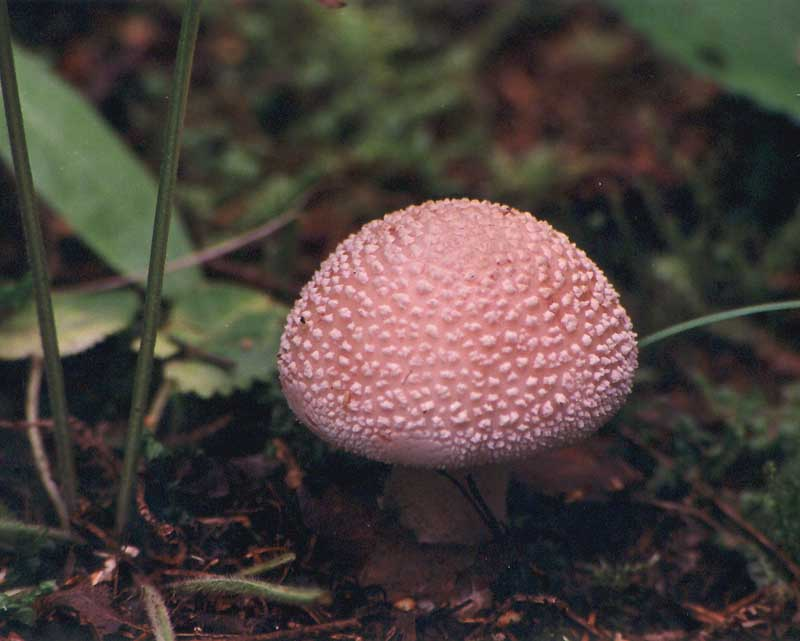 Розовый мухомор съедобный. Гриб Amanita rubescens. Мухомор съедобный гриб. Мухомор жемчужный. Мухомор розовеющий.