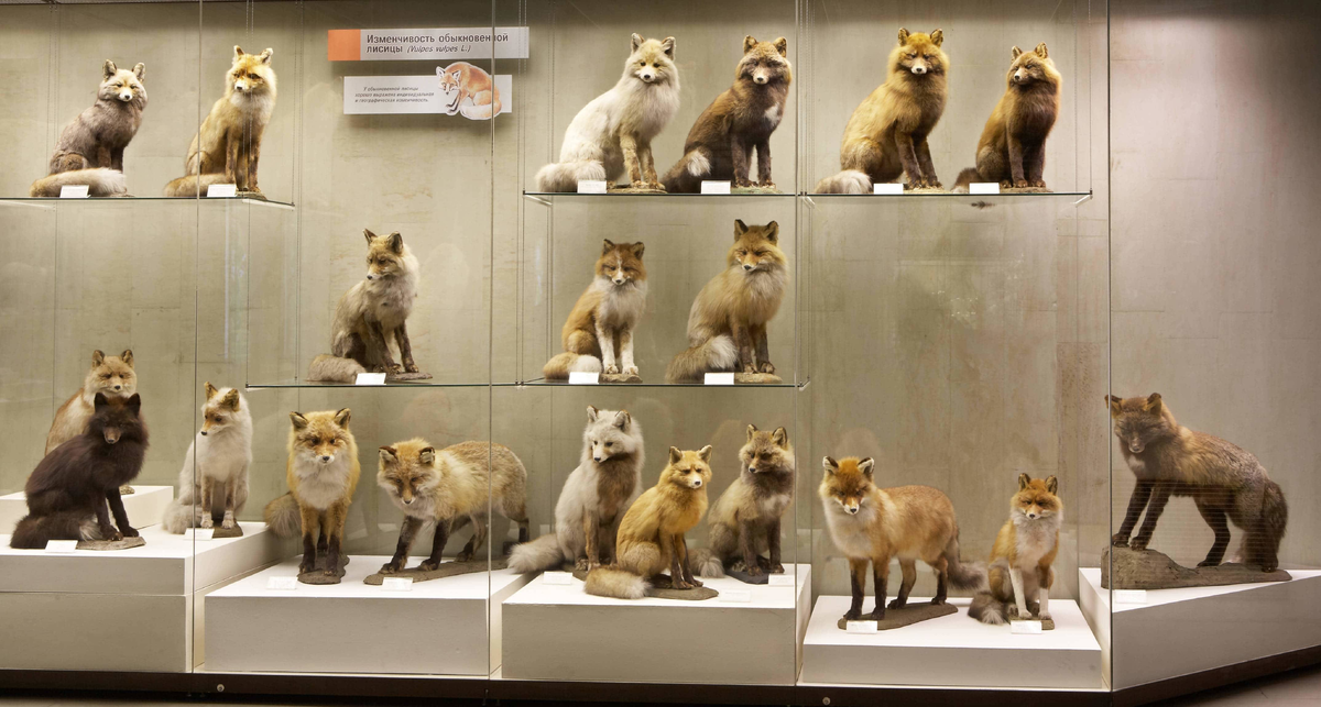 Дарвиновский музей. Экспозиция, показывающая многообразие видов лис. Листайте галерею!
