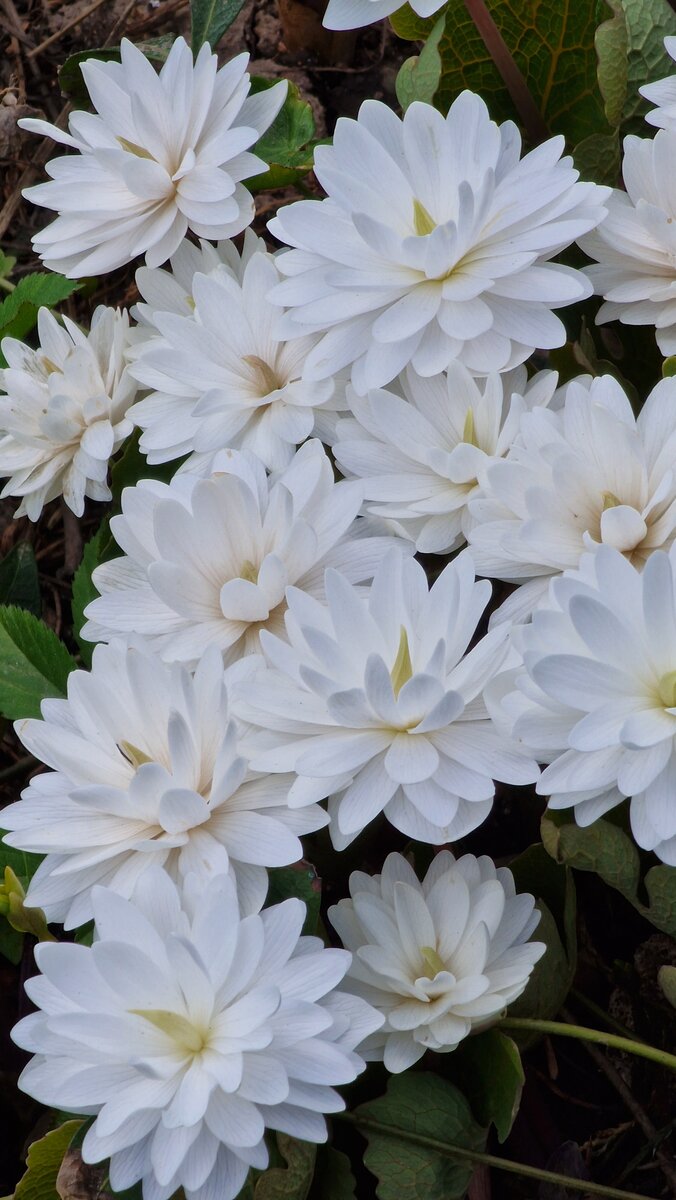 Цветет сангвинария. Сейчас. Фото автора.