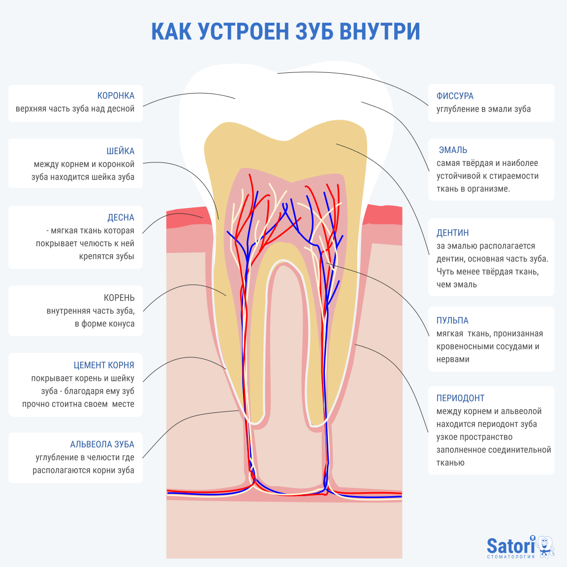 Какую функцию выполняет шейка зуба. Внутри зуба расположена пульпа. Строение зуба внутри. Строение переднего зуба.