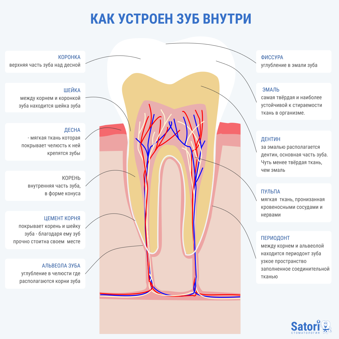 Где находится нерв в зубе картинка