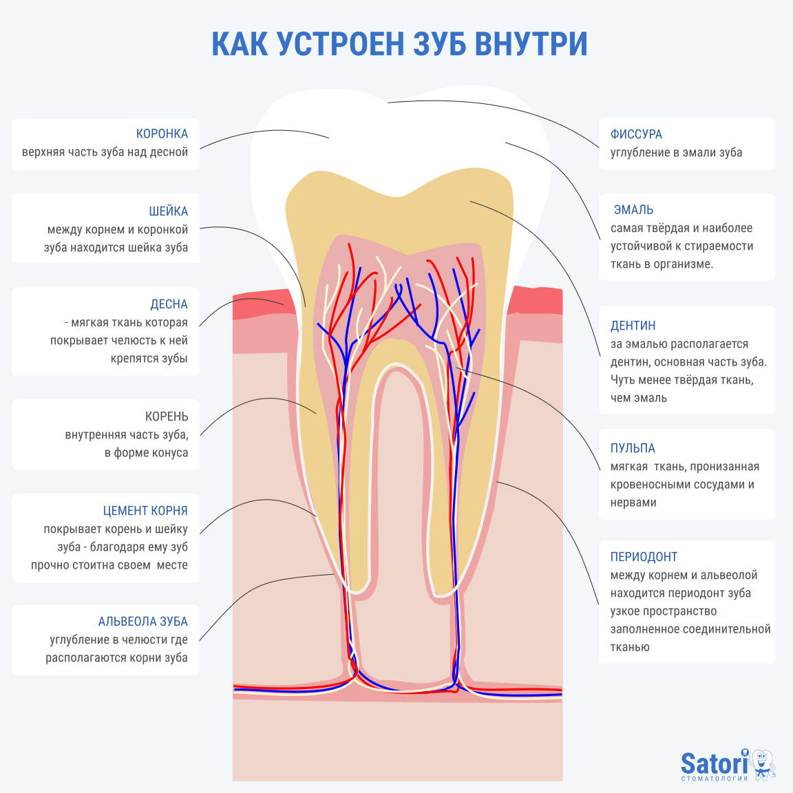 Корня зуба отзывы. Внутри зуба расположена пульпа. Строение зуба внутри. Строение переднего зуба.