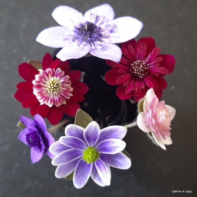 Цветы разных видов печеночницы