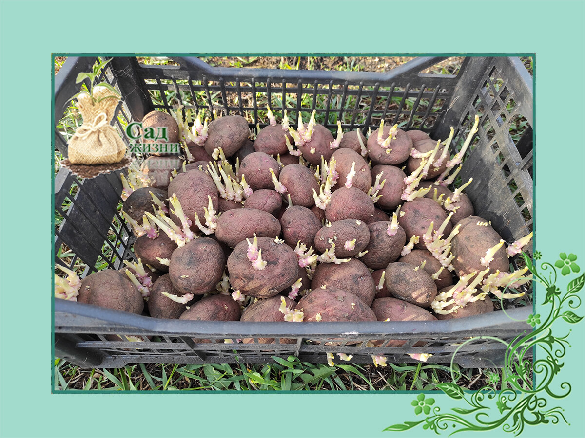 Посадка картофеля