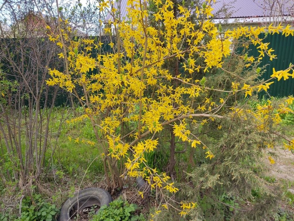 Почему не цветет форзиция причины. Желтый кустарник форзиция. Почему не цветет форзиция а дает только. Форзиция когда цветет. Почему не цветет форзиция а дает только.