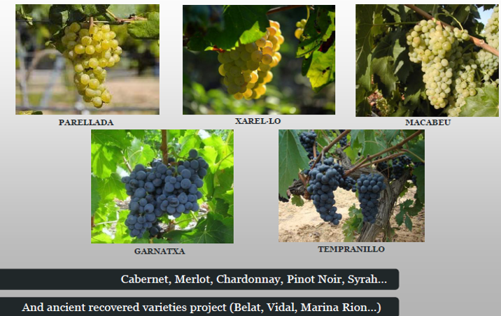 На винодельне «Альбет и Нойа» выращиваются, как автохтонные сорта винограда (в том числе очень редкие), так и международные.  На виноградниках поместья преобладают лозы, которым более 40 лет.