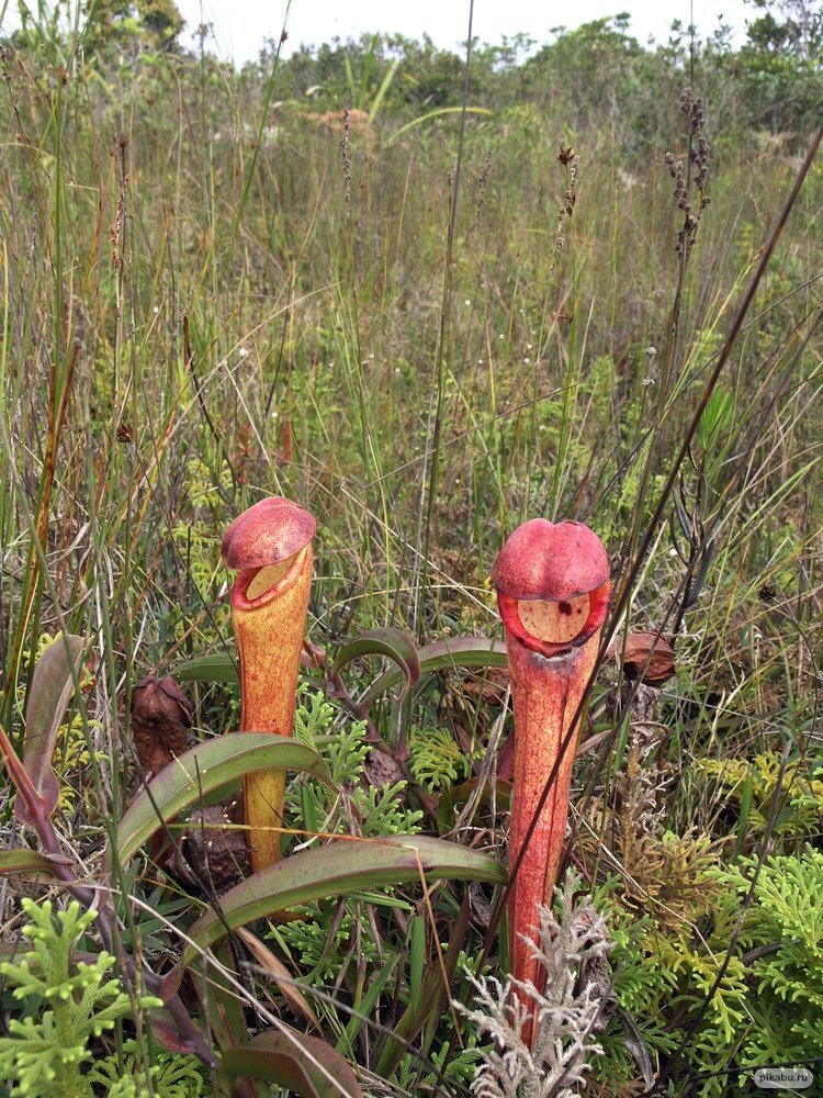 Хищный цветок напоминающий по форме пенис