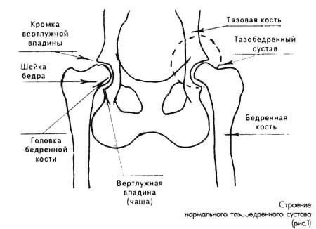 Сустав собаки 