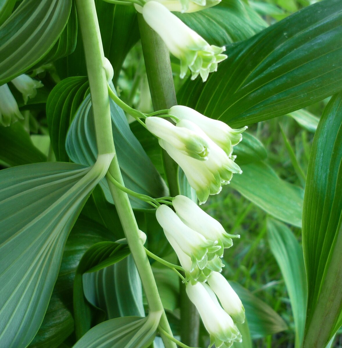 Polygonatum Roseum