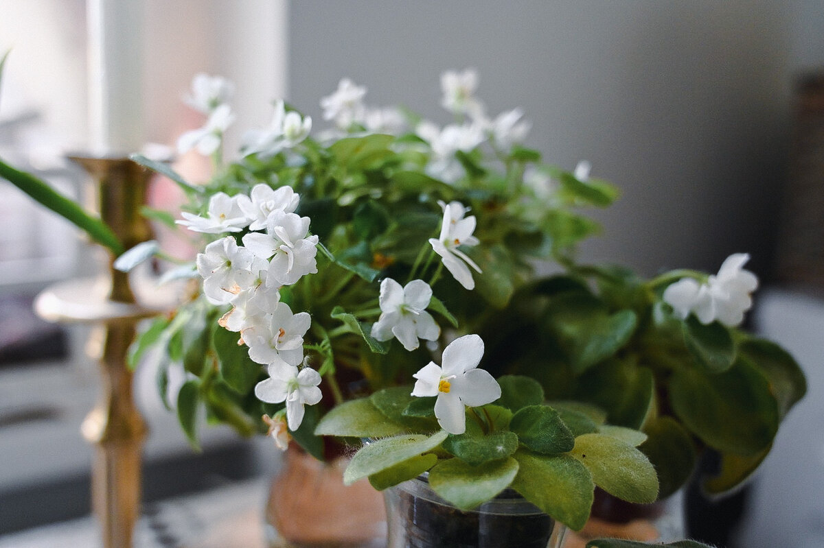 #белые розы #шатунов #фиалки #сенполии 