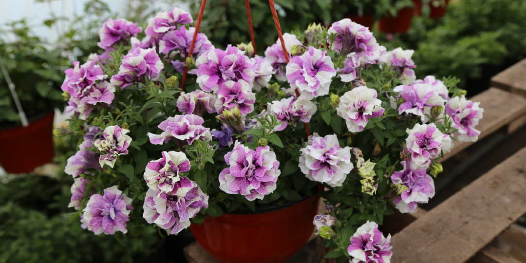 Топ 10 самых красивых и востребованных сортов вегетативной петунии.