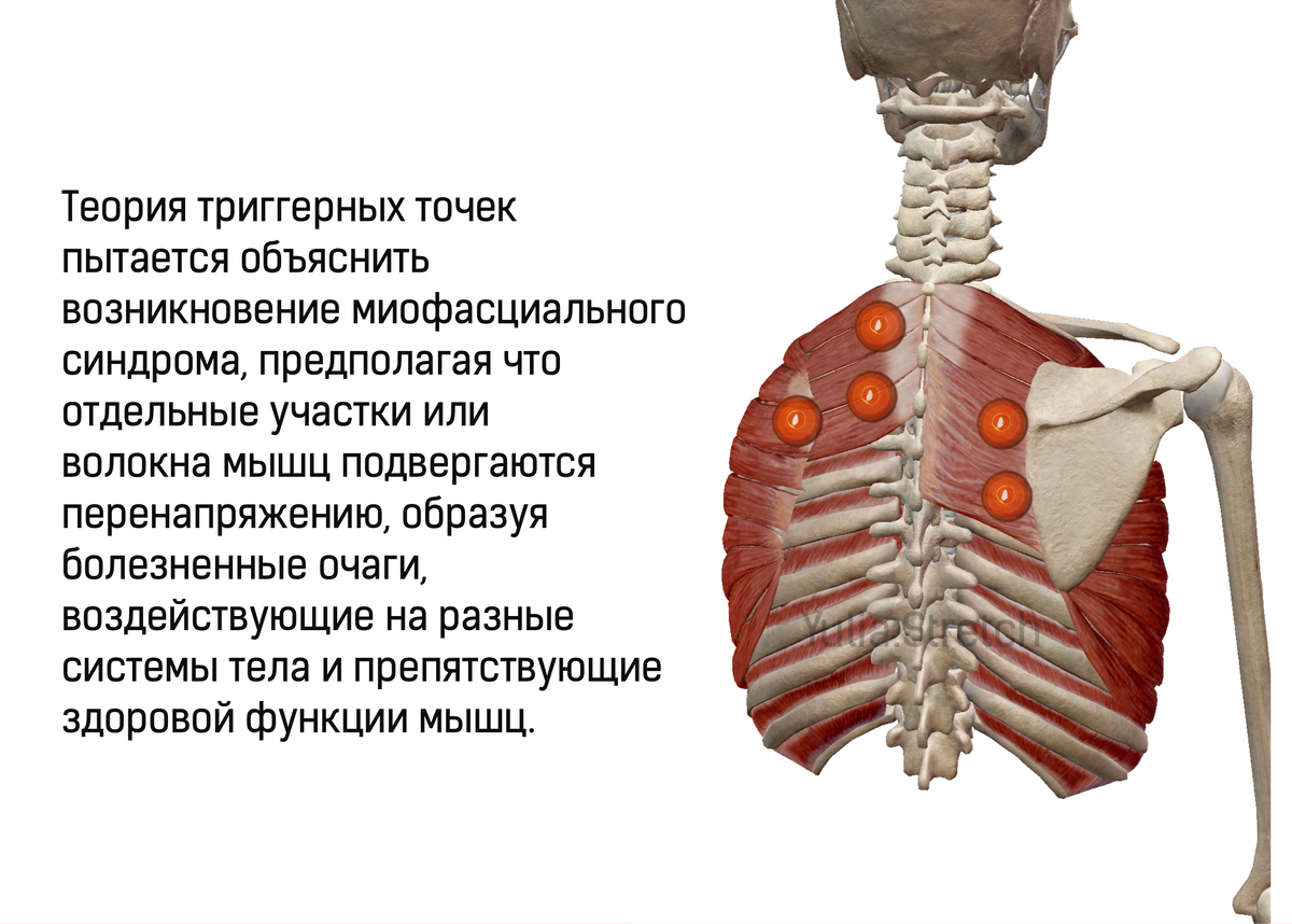 Зубчатая функции. Синдром передней зубчатой мышцы. Зубчатая мышца грудной клетки. Растяжка передней зубчатой мышцы. Передние зубчатые мышцы спины.