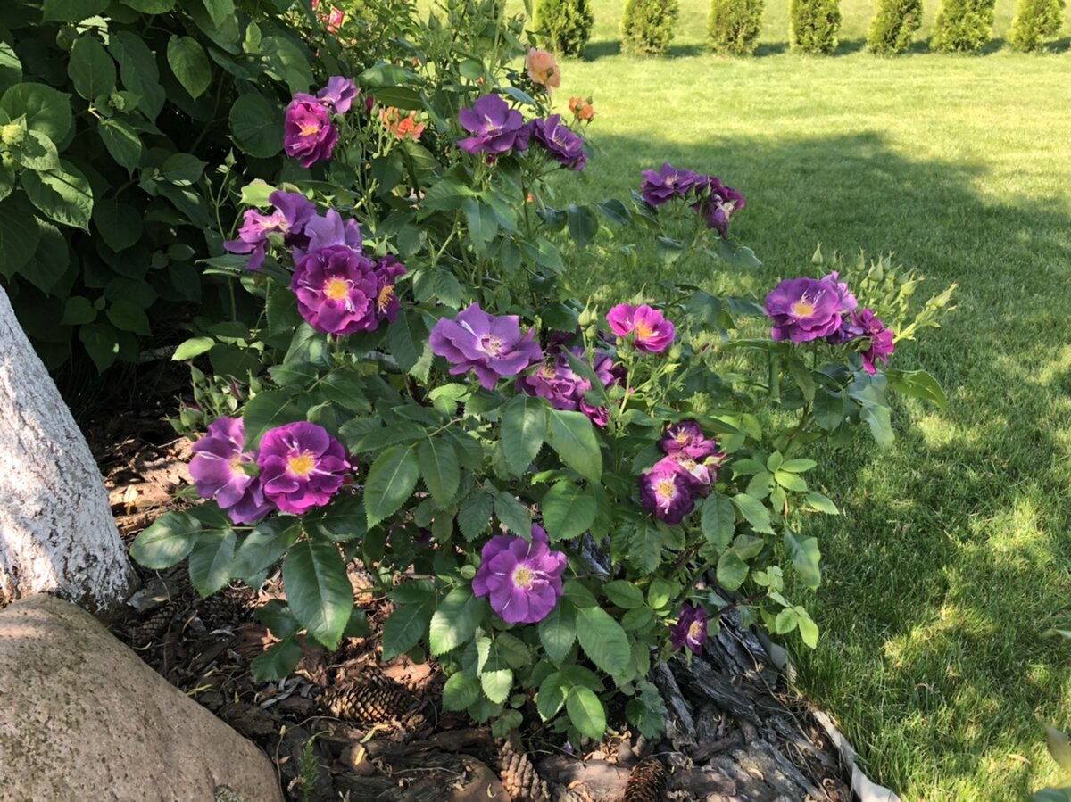 Рапсоди ин Блю