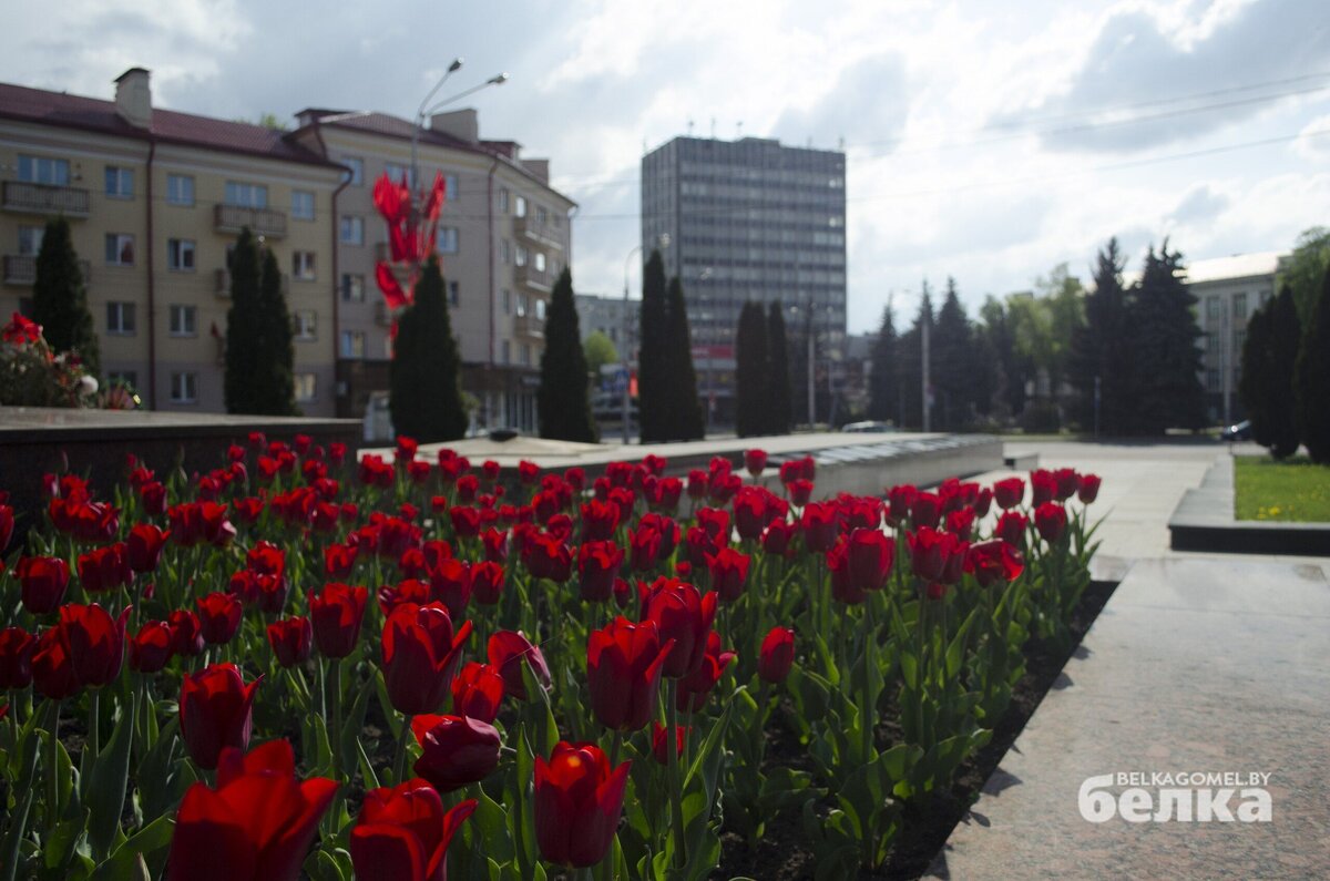 Площадь труда гомель фото